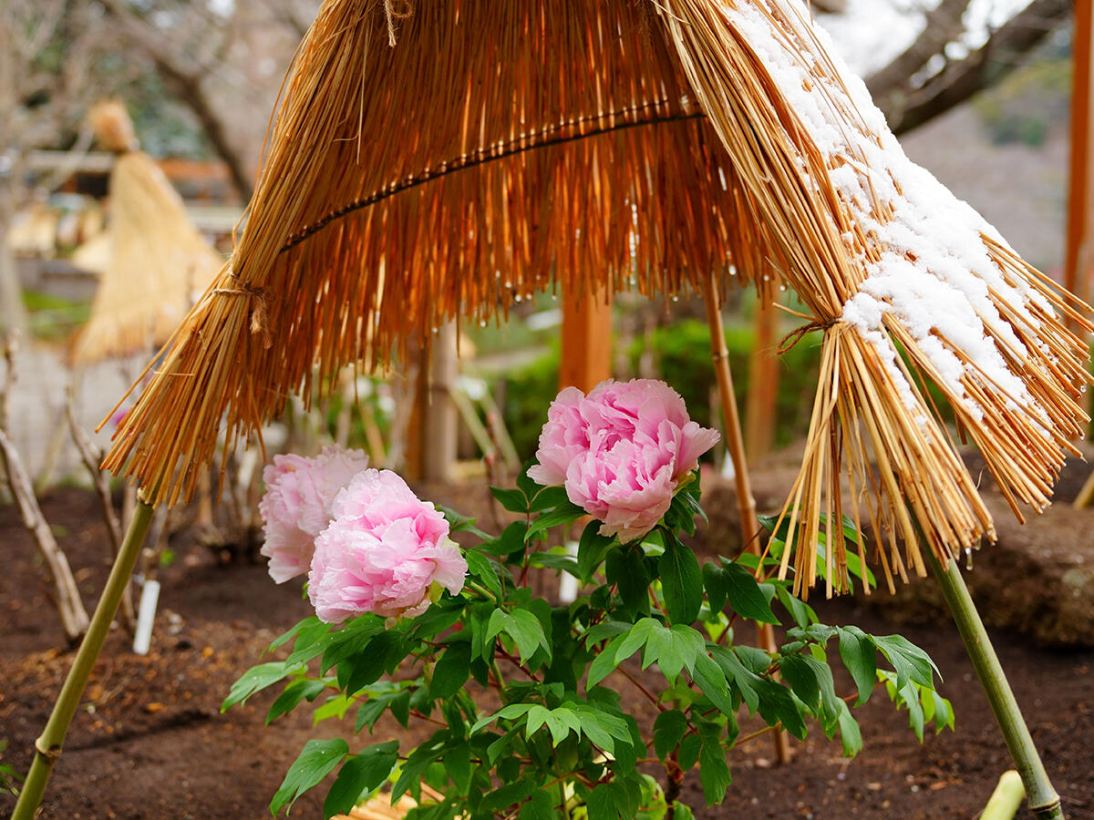 20260208鶴岡八幡宮_雪_正月ぼたんA7V03712 のコピー 2.jpg