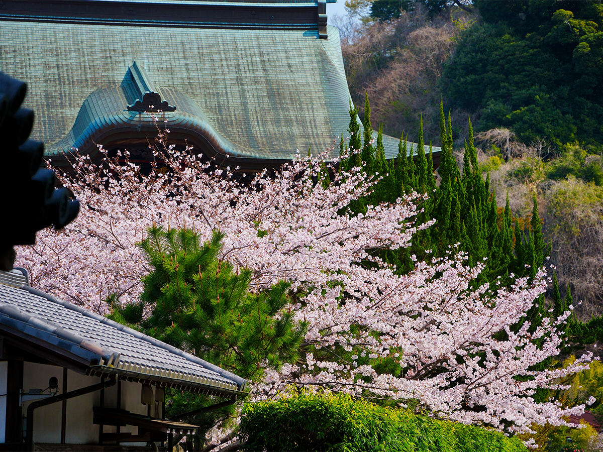 20260329建長寺_桜A7V06560 のコピー.jpg