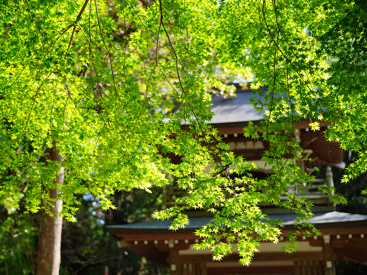 20260417浄智寺_新緑＆シャガA7V07692 のコピー.jpg