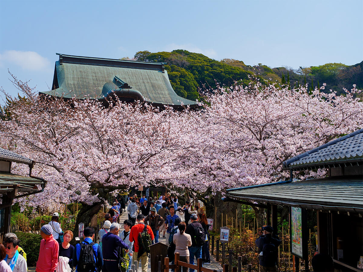 20260329建長寺_桜A7V06538 のコピー.jpg
