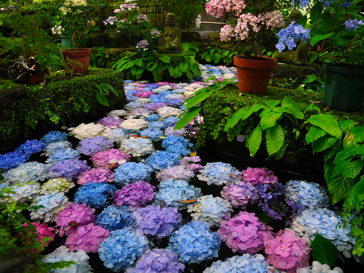 20260615長谷寺_紫陽花A7V01653.JPG