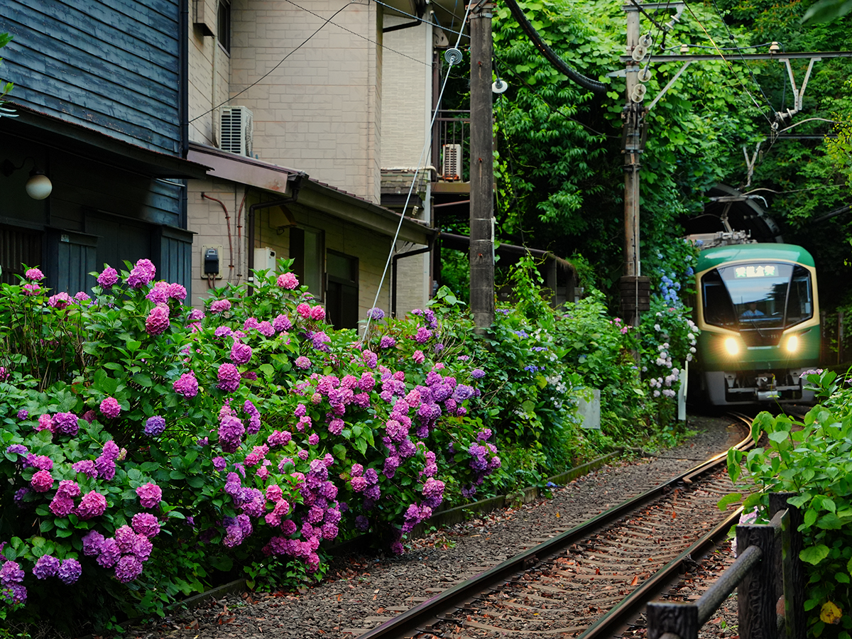 20260615御霊神社前_紫陽花A7V01778.jpg