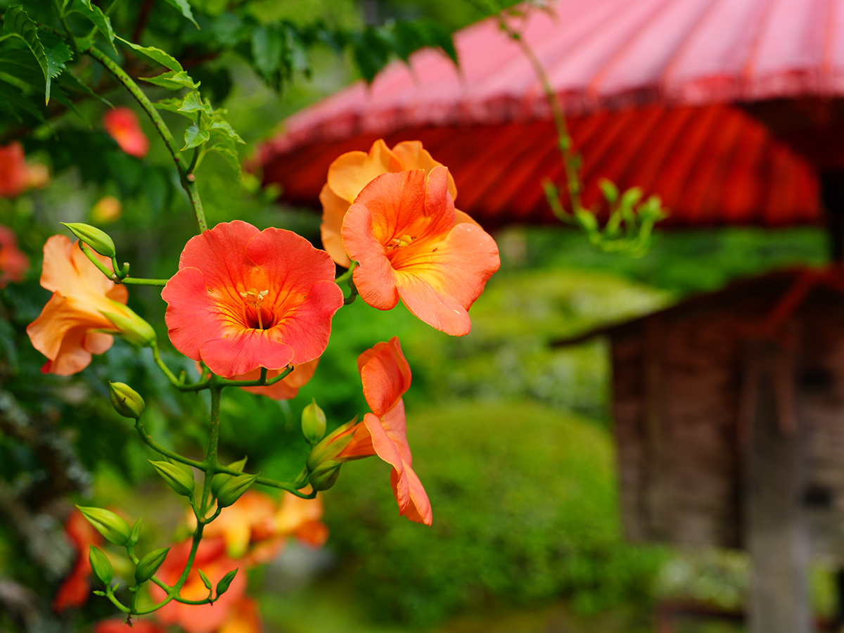 20260707海蔵寺_凌霄花A7V03689.jpg