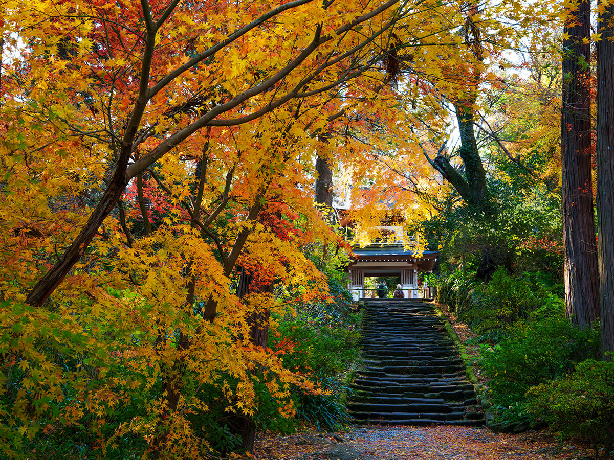 20251223浄智寺_紅葉A7R02822-Edit のコピー3.jpg