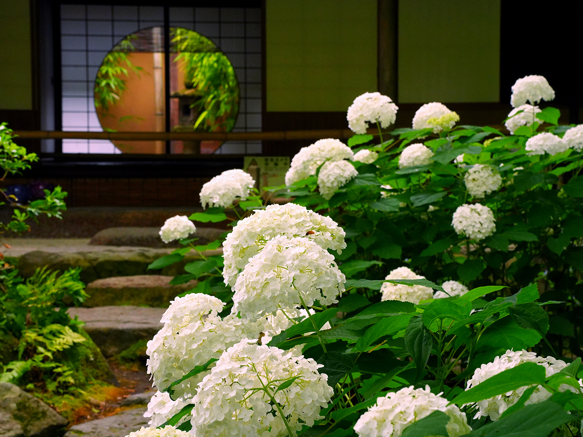 ①20260620一条恵観山荘_アナベルA7V02482.jpg