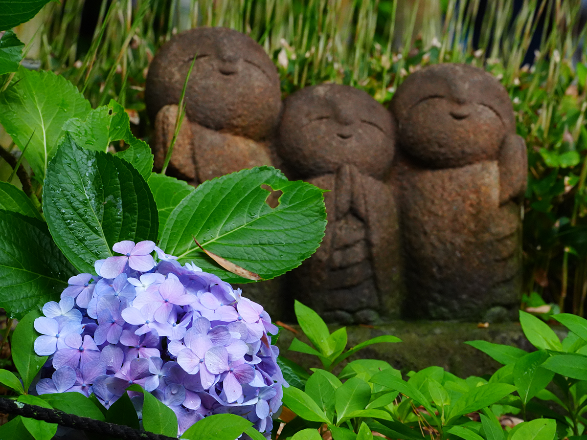 20260615長谷寺_紫陽花A7V01442.jpg
