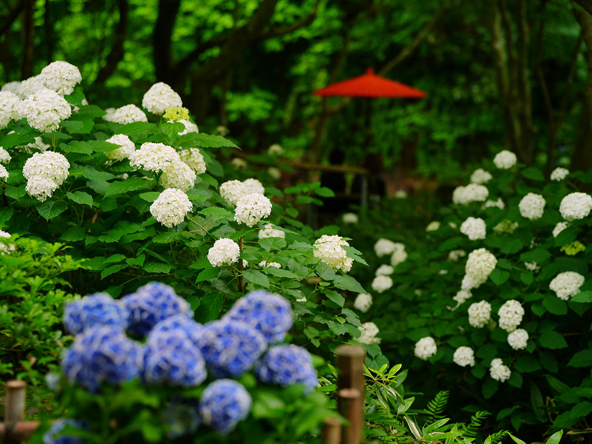 ③20260620一条恵観山荘_アナベルA7V01937.jpg