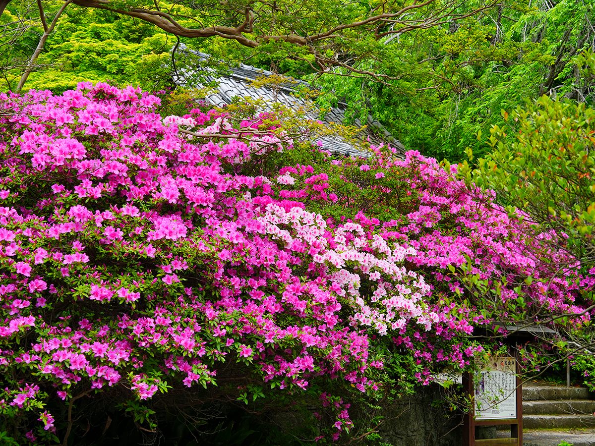 20260422安国論寺_ツツジA7V09473 のコピー.jpg