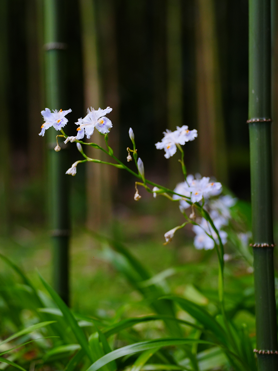 20260417浄智寺_新緑＆シャガA7V07823 のコピー.jpg