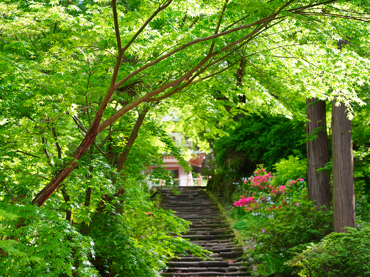 20260417浄智寺_新緑＆シャガA7V07548 のコピー.jpg