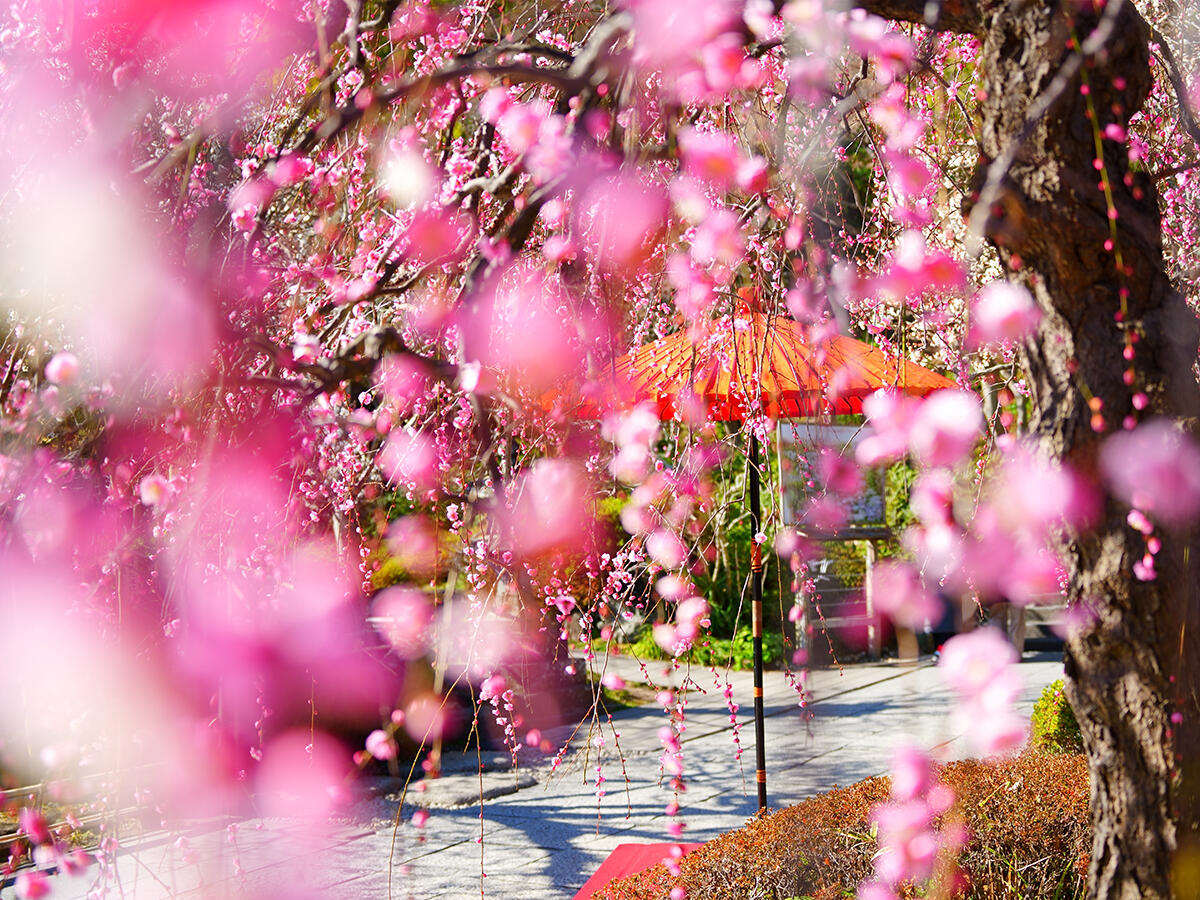 20260203長谷寺_節分会A7V02481 のコピー.jpg