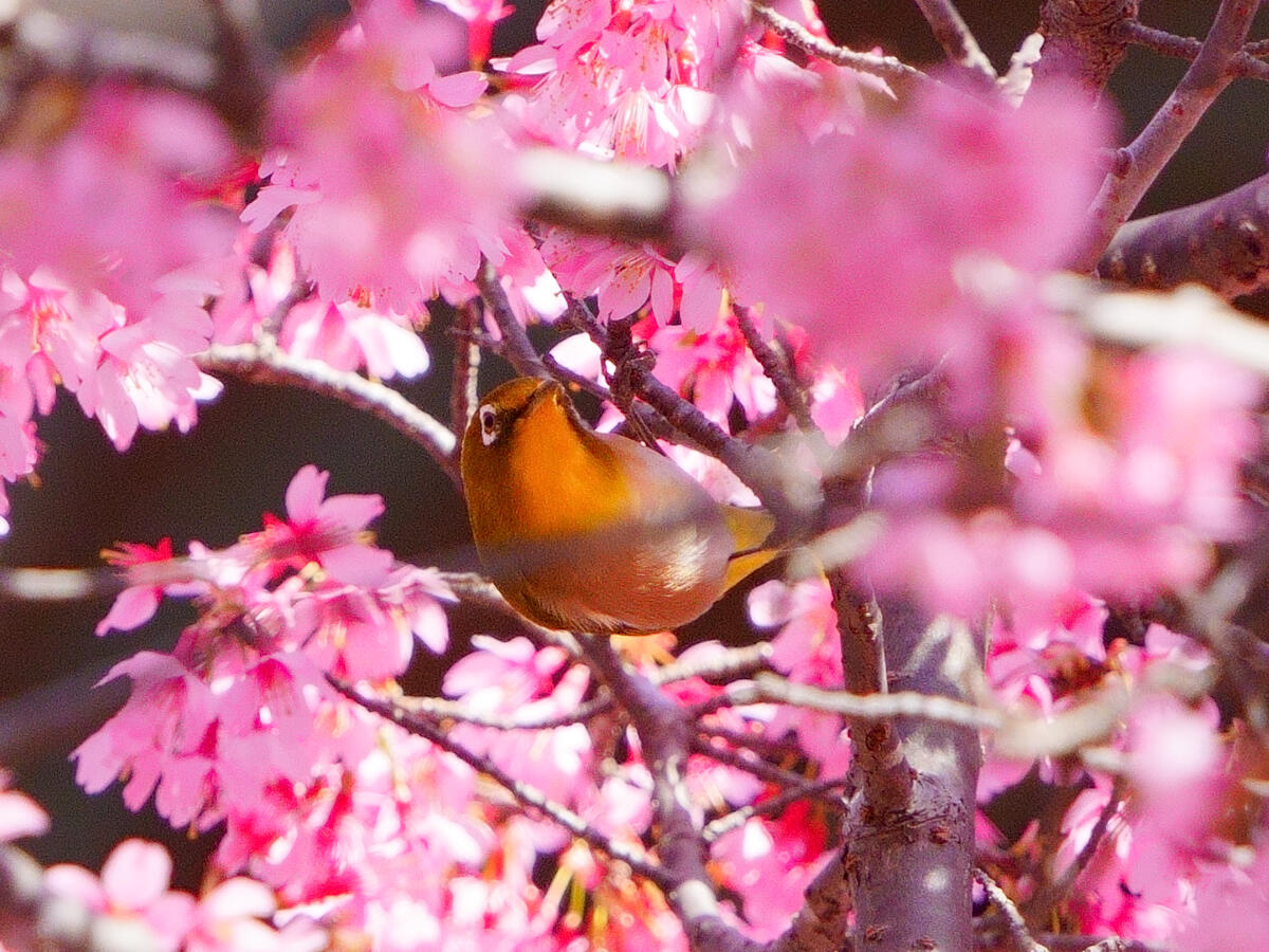 20260305建長寺_おかめ桜A7V04873 のコピー.jpg