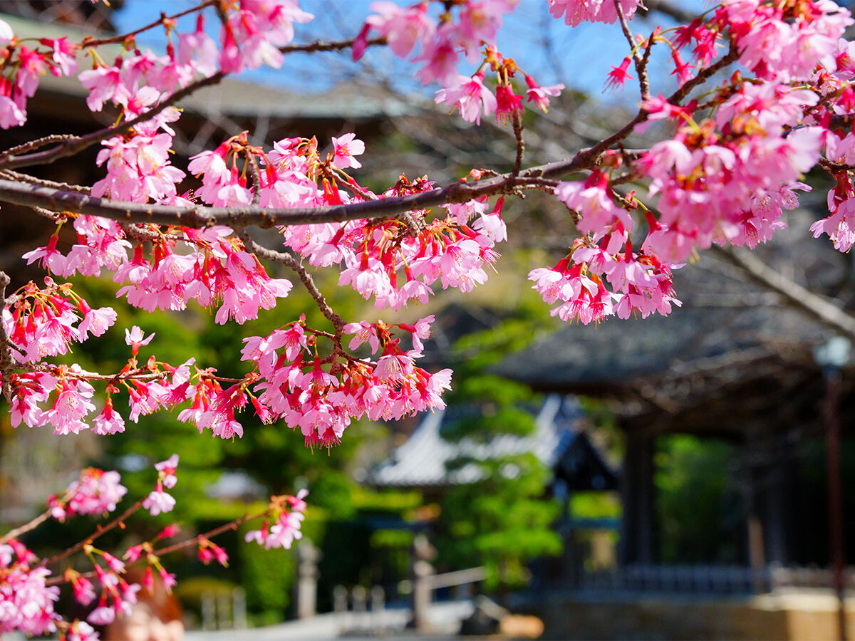 20260305建長寺_おかめ桜A7V04919 のコピー.jpg