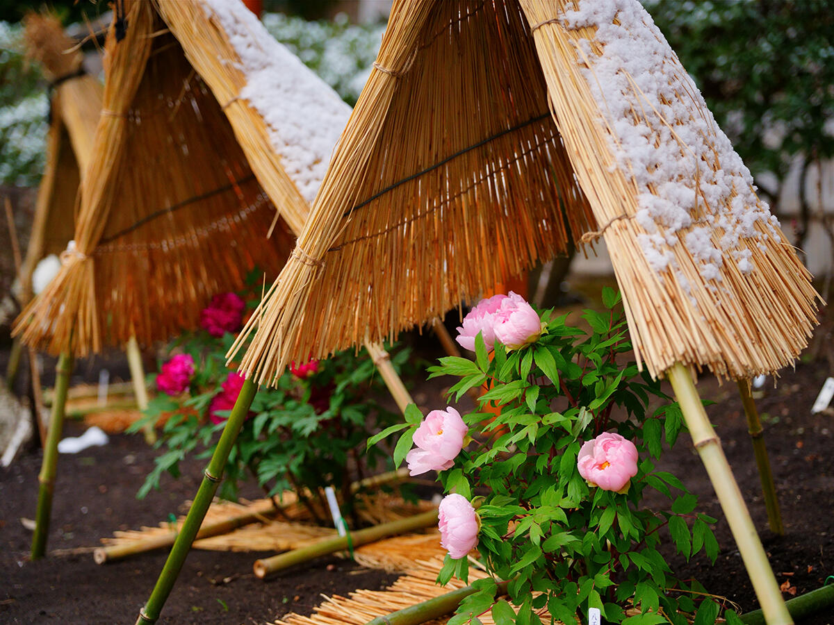 20260208鶴岡八幡宮_雪_正月ぼたんA7V03954 のコピー.jpg