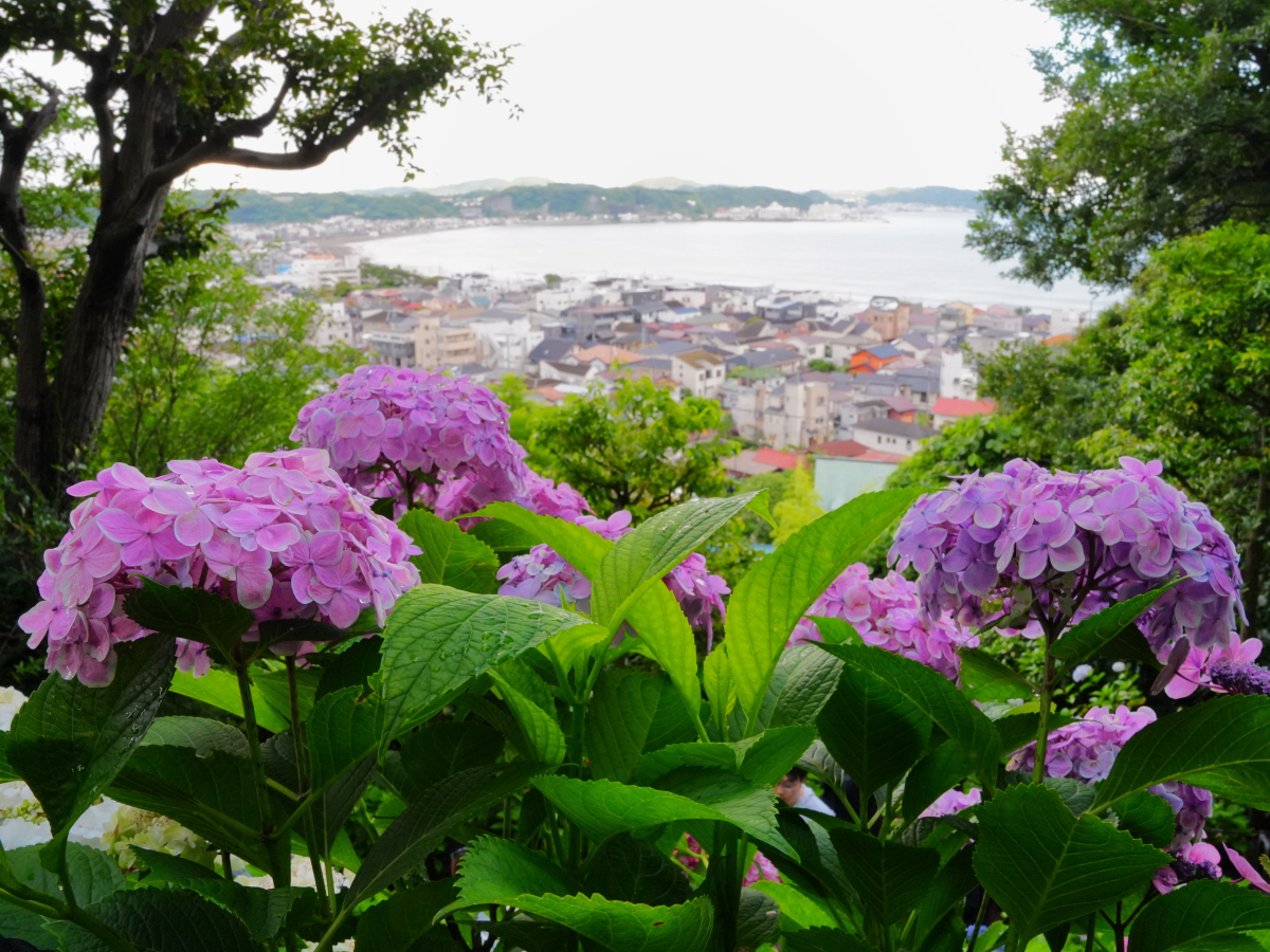 20260615長谷寺_紫陽花A7V01541.JPG