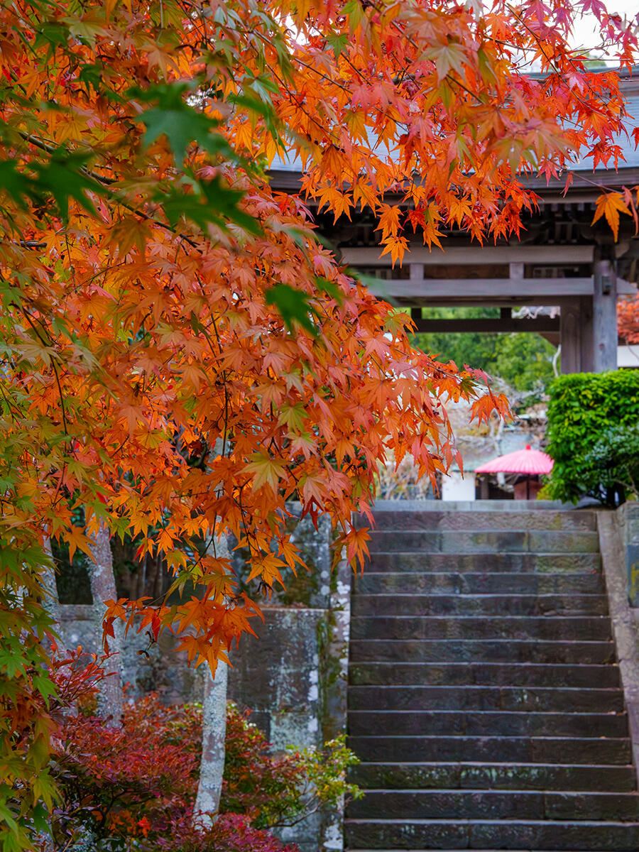 20251117海蔵寺_紅葉A7R00232-Edit のコピー2.jpg
