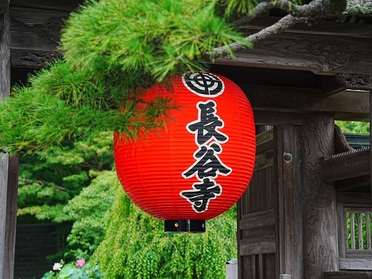 20260715長谷寺_凌霄花A7V04577.jpg