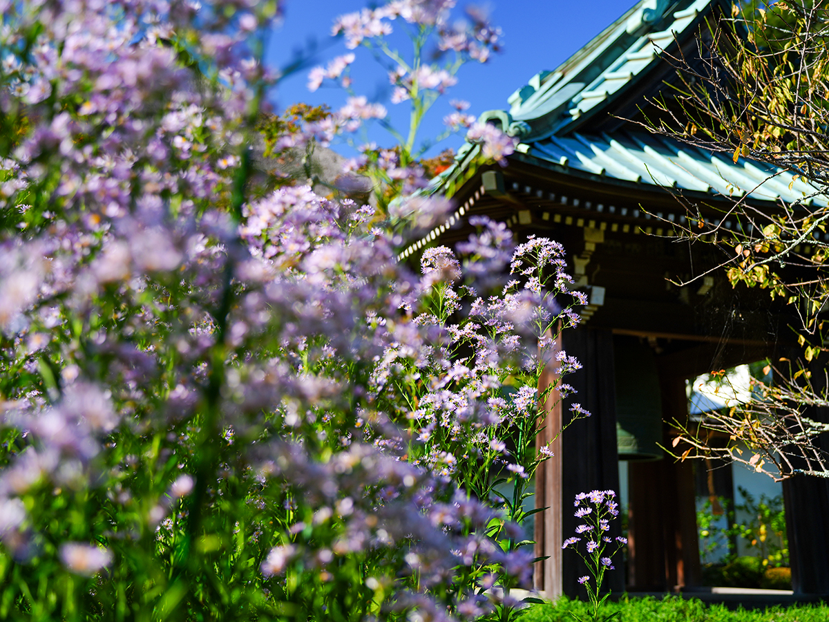 20261009海蔵寺_シオンA7V01966.jpg
