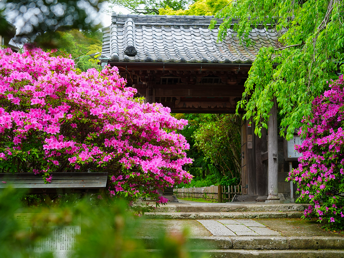 20260422安国論寺_ツツジA7V09503 のコピー.jpg