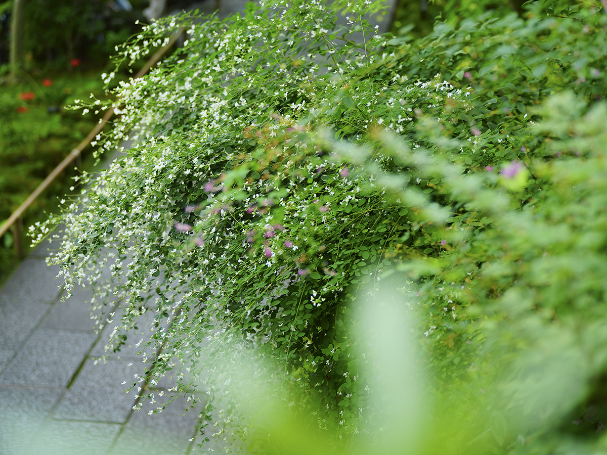 20260918長谷寺_彼岸花A7V01581.jpg