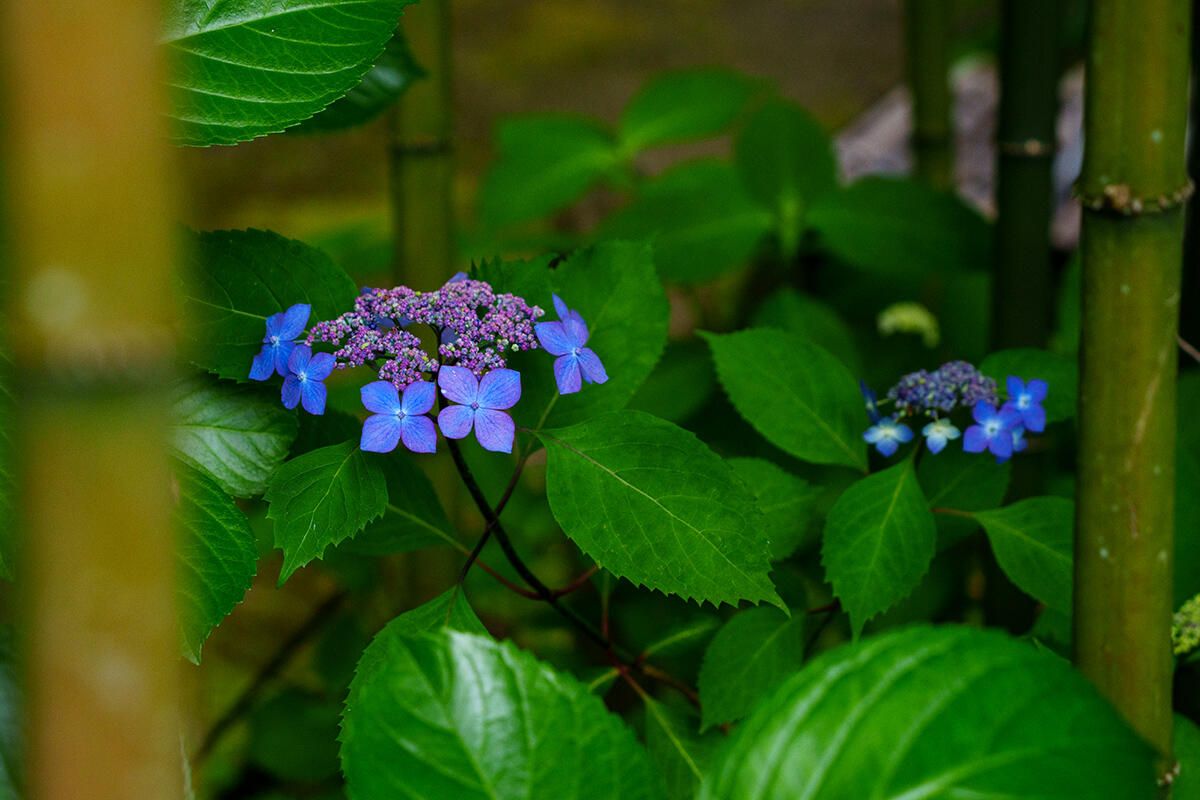 20250527浄智寺_額紫陽花A7R03421-Edit のコピー.jpg