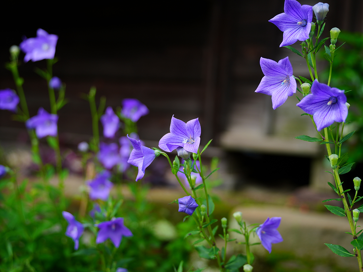 20260707海蔵寺_凌霄花A7V03661.jpg