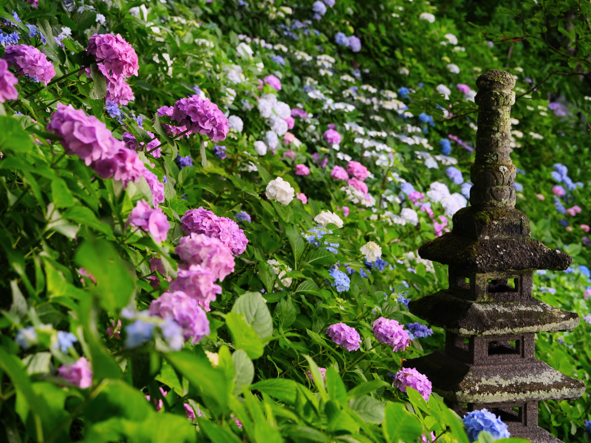 20260615長谷寺_紫陽花A7V01522.JPG