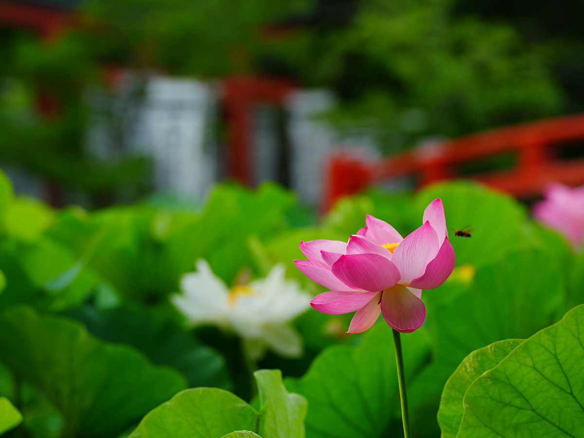 20260715源氏池_ハスA7V04354.jpg