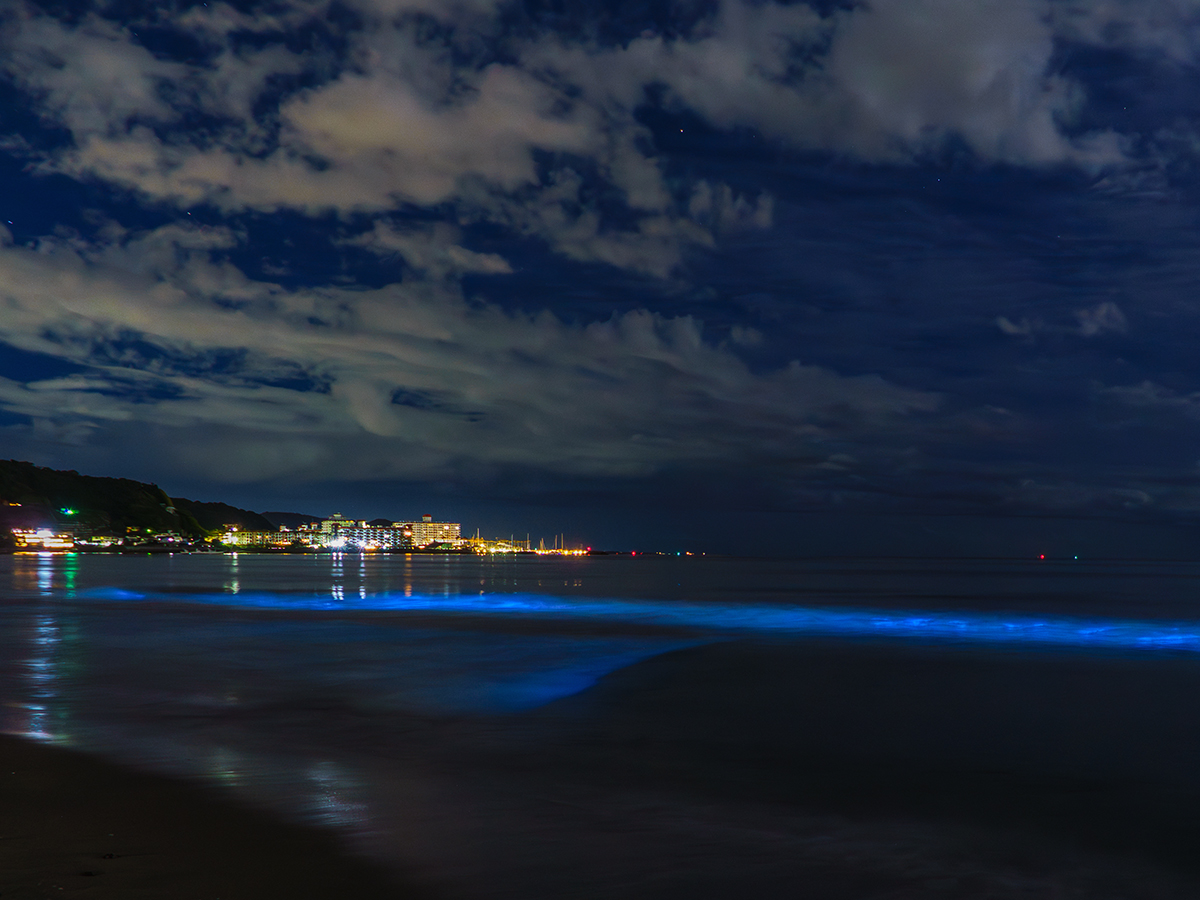 20260526由比ヶ浜_夜光虫DSC09952-Edit 2のコピー.jpg