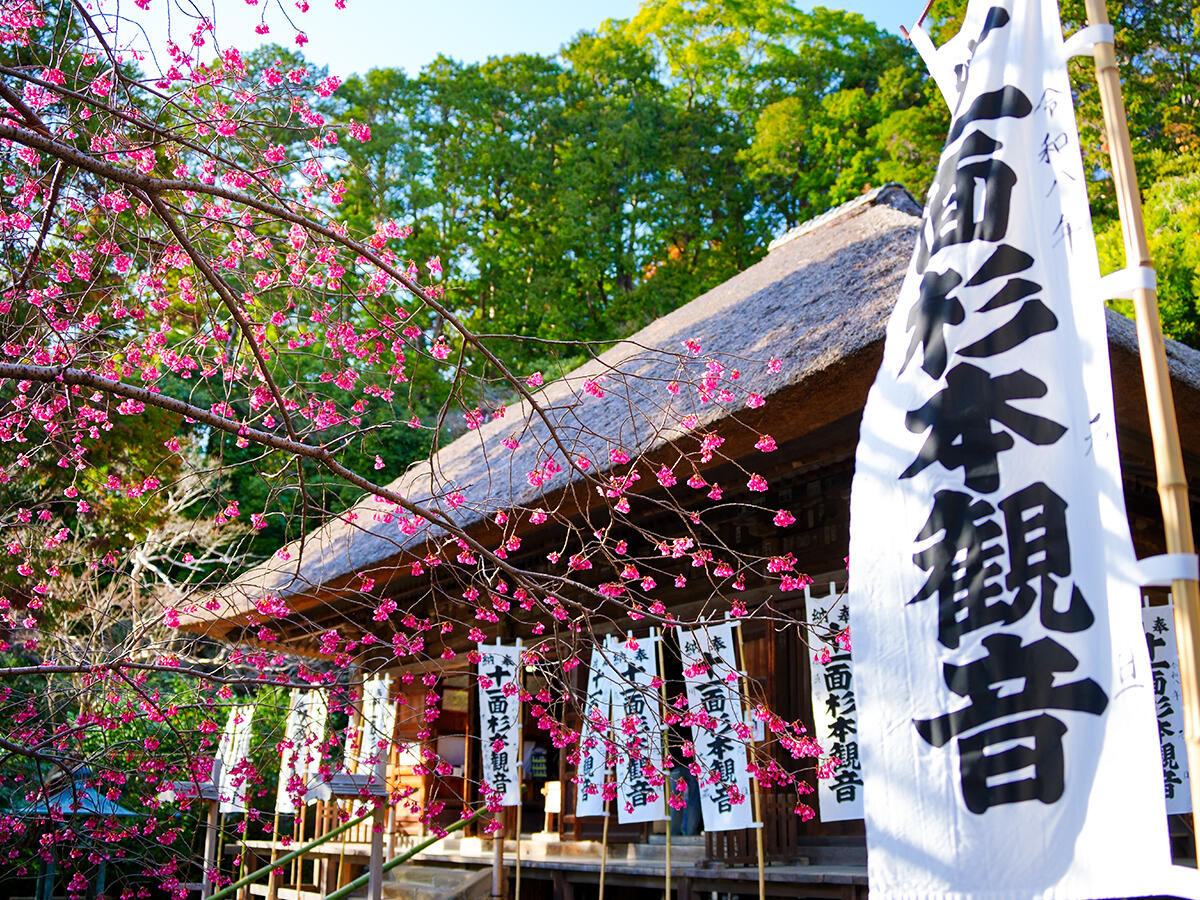 20260314杉本寺_寒緋桜A7V05748 のコピー.jpg