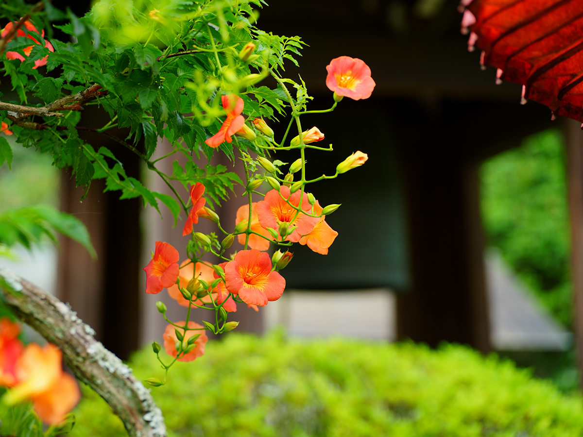 20260707海蔵寺_凌霄花A7V03682.jpg