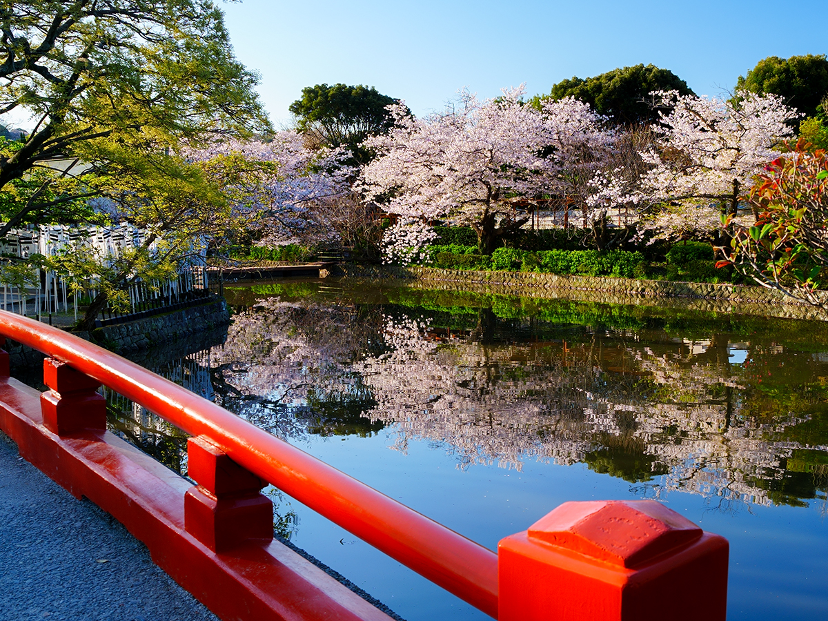 20260403段葛_桜A7V06773 のコピー.jpg