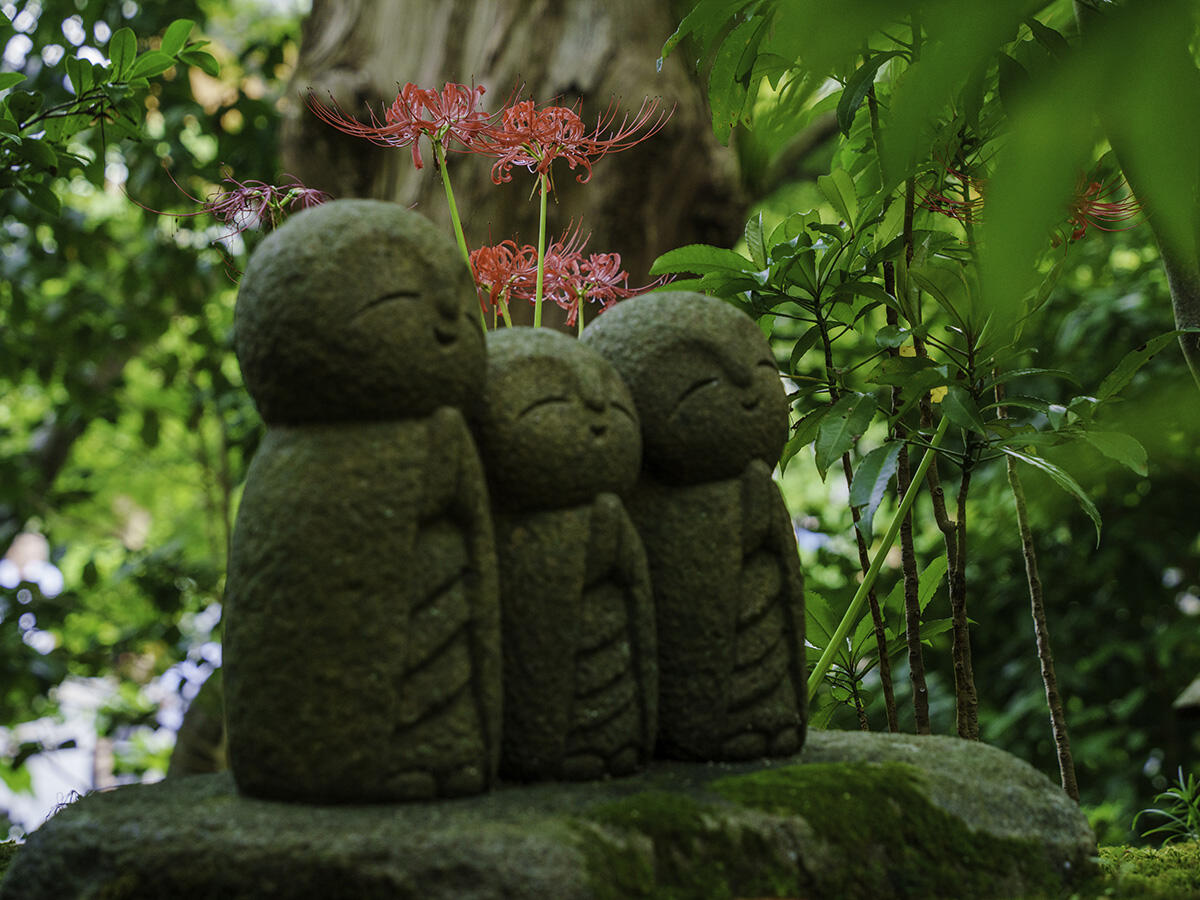 20250927長谷寺_彼岸花A7R08028-Edit.jpg