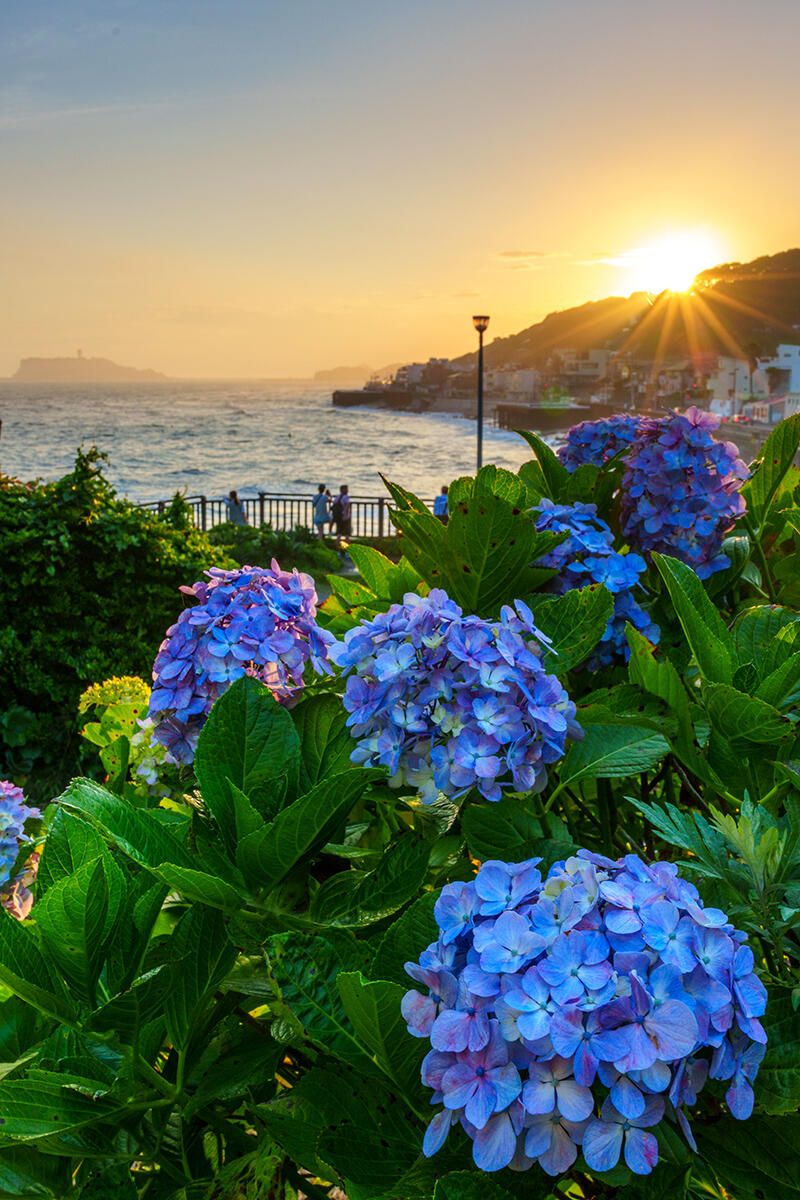 20250615稲村ケ崎_紫陽花＆夕日A7R04134-Edit のコピー.jpg