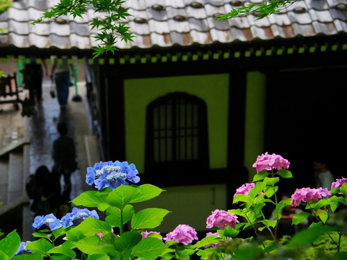 20260615長谷寺_紫陽花A7V01491.JPG
