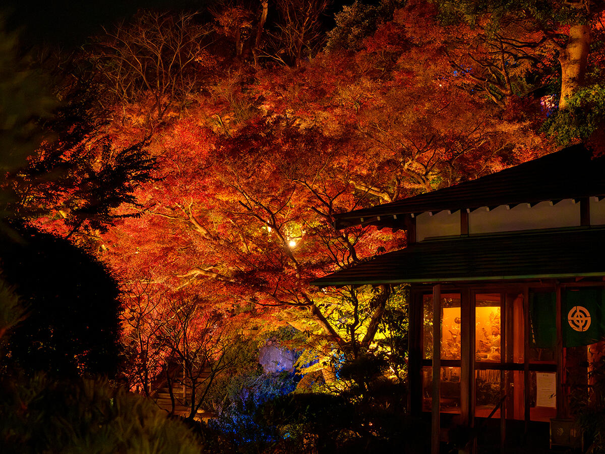 20251202長谷寺_LUA7R02051-Edit のコピー.jpg