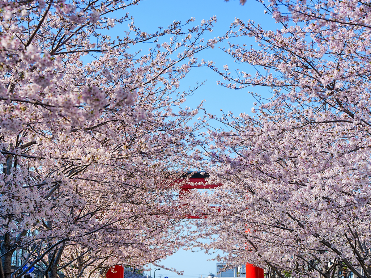 20260403段葛_桜A7V07049 のコピー.jpg