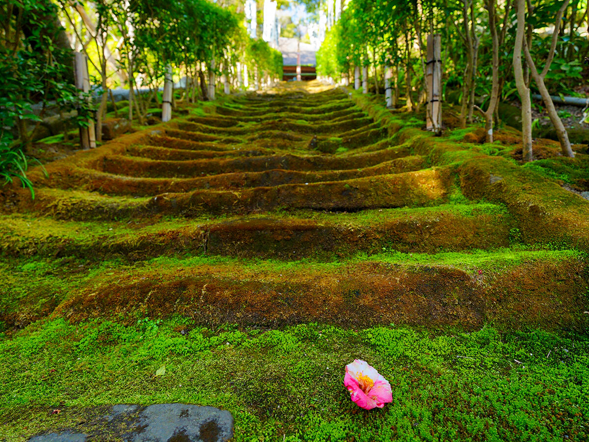 20260314杉本寺_寒緋桜A7V05787 のコピー 2.jpg
