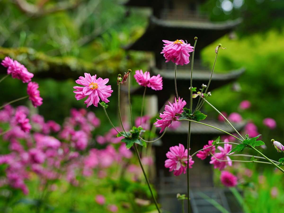 20261021浄智寺_秋明菊A7V02470.jpg