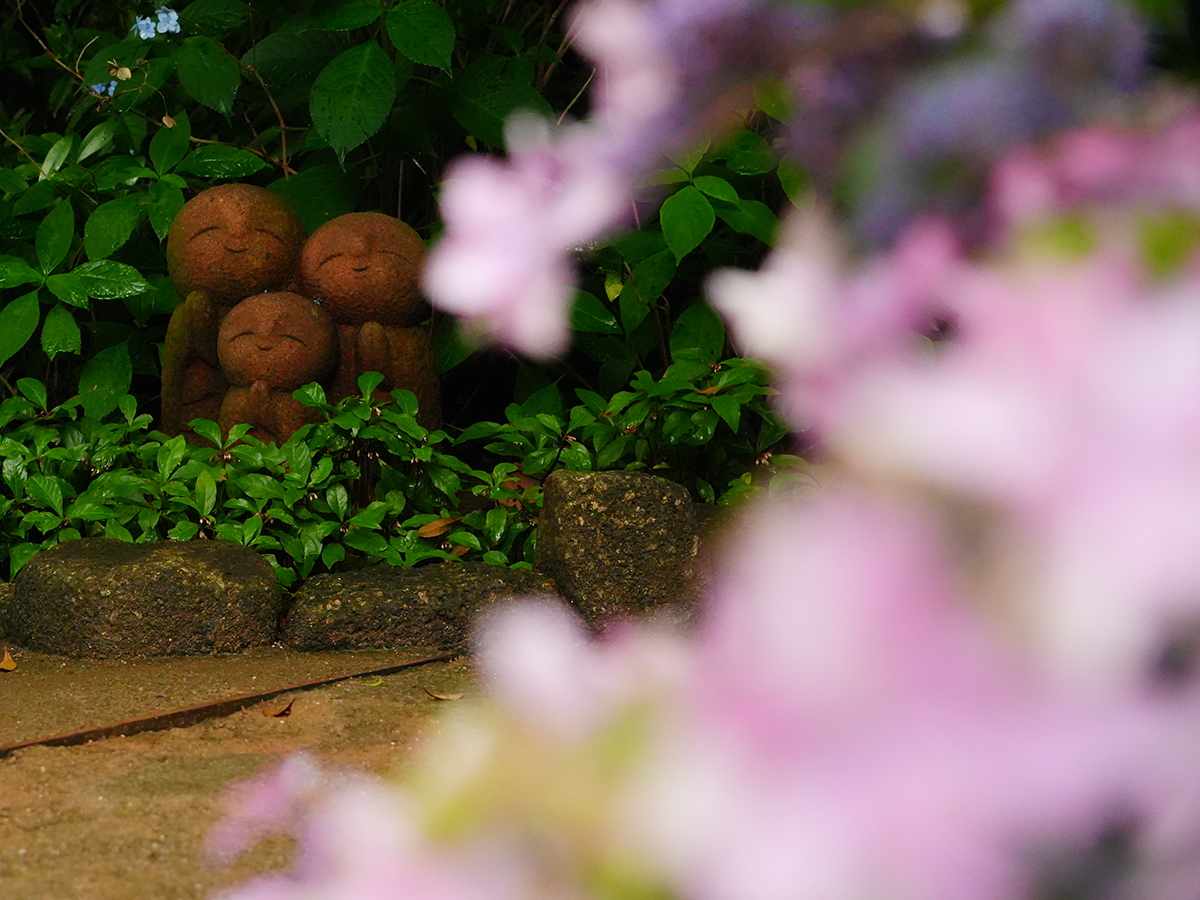 20260615長谷寺_紫陽花A7V01383.JPG