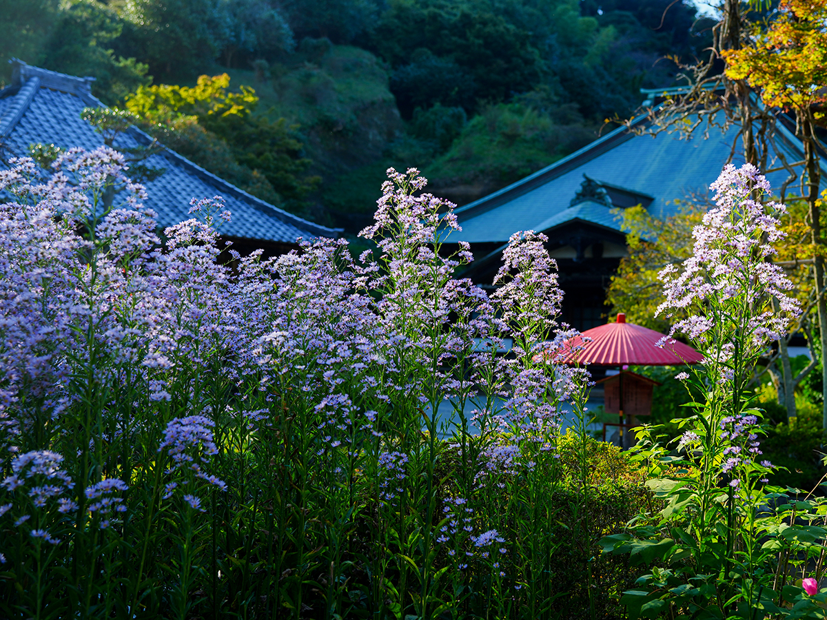 20261009海蔵寺_シオンA7V02134.jpg