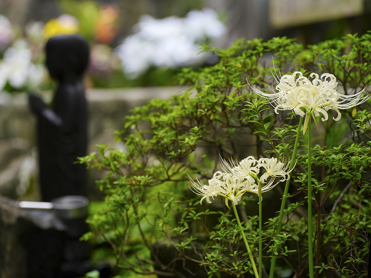 20260918長谷寺_彼岸花A7V01530.jpg