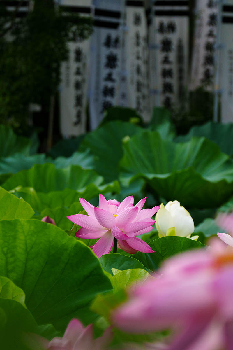 20250713源氏池_ハスA7R04559-Edit のコピー.jpg