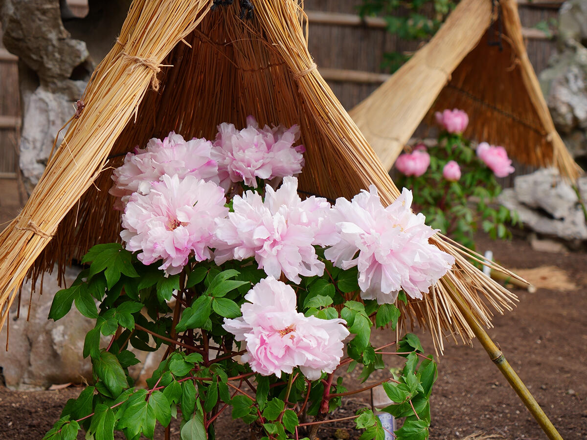 20260126鶴岡八幡神苑ぼたん庭園_正月ぼたんA7V01293 のコピー.jpg