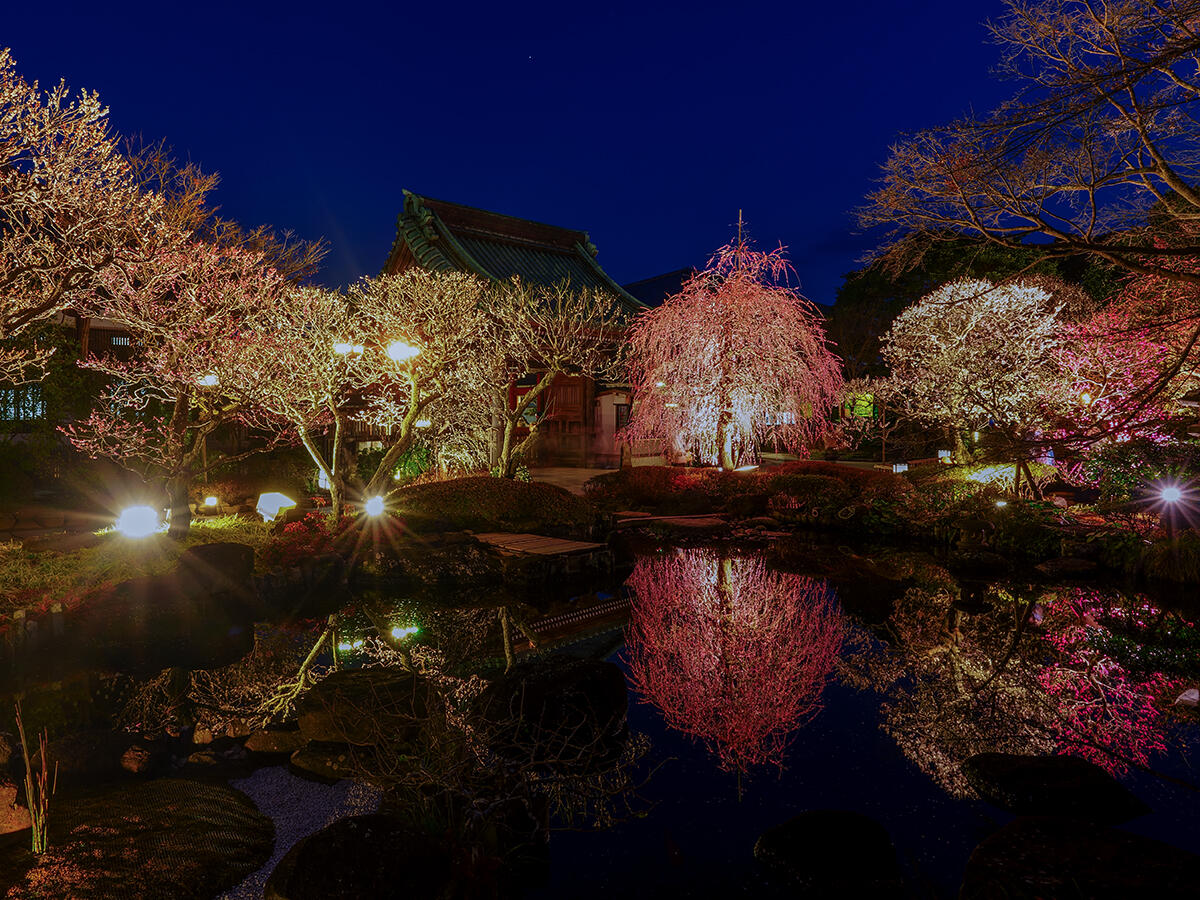 20260212長谷寺_梅ライトアップA7V04107_ExNR のコピー.jpg