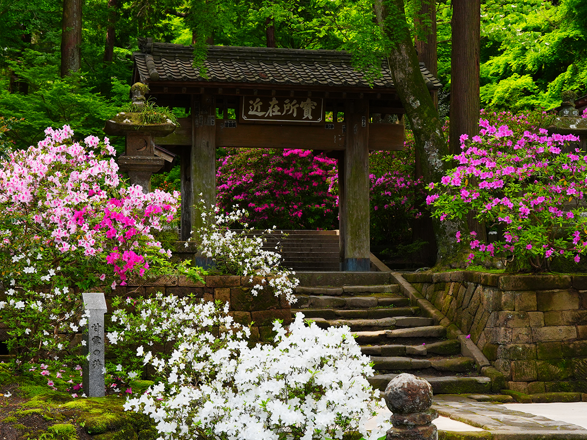 20260426浄智寺_ツツジA7V09750 のコピー.jpg