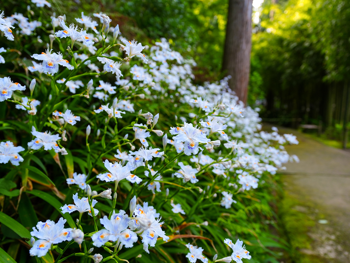 20260417浄智寺_新緑＆シャガA7V07762 のコピー.jpg