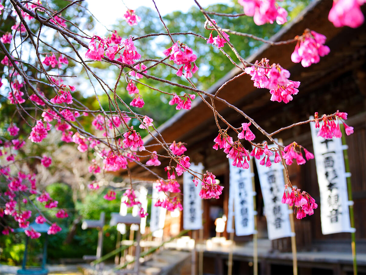 20260314杉本寺_寒緋桜A7V05734 のコピー 2.jpg