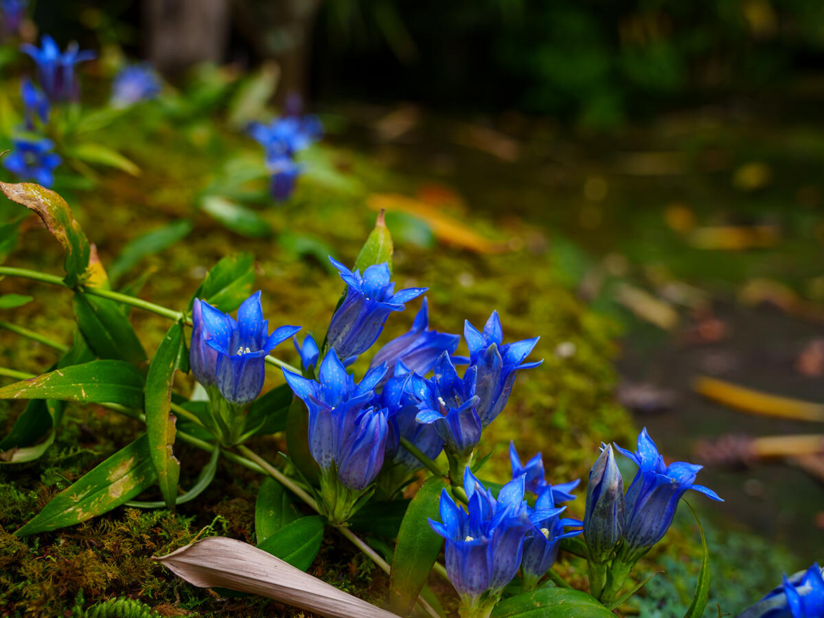 20251117海蔵寺_紅葉A7R00098-Edit のコピー.jpg