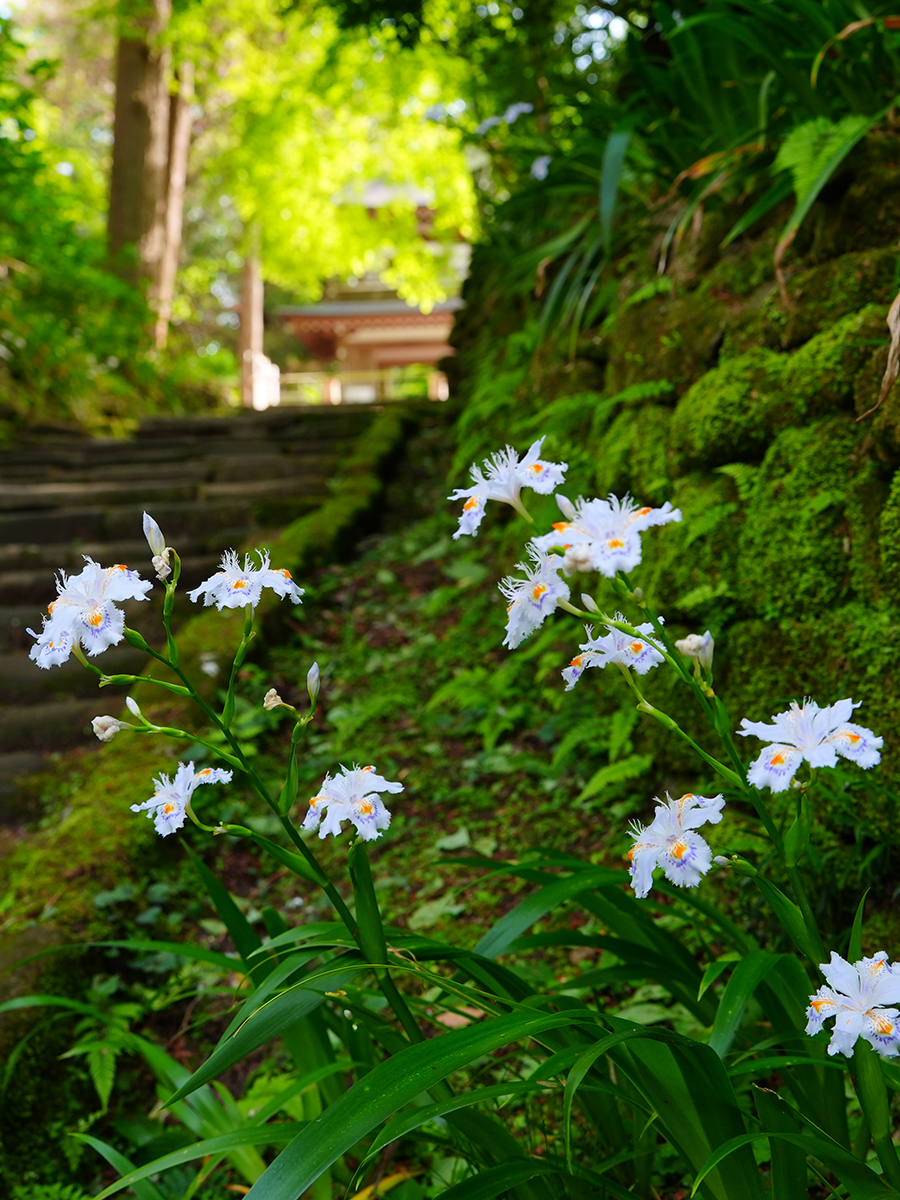 20260417浄智寺_新緑＆シャガA7V07622 のコピー.jpg